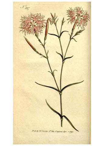 Reproducción/Reproduction 34781920080: The Botanical magazine, or, Flower-garden displayed ... /. [S.l. :s.n.],1790-1800 ;