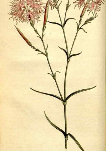Reproducción/Reproduction 34781920080: The Botanical magazine, or, Flower-garden displayed ... /. [S.l. :s.n.],1790-1800 ;