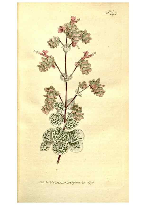 Reproducción/Reproduction 34781921840: The Botanical magazine, or, Flower-garden displayed ... /. [S.l. :s.n.],1790-1800 ;