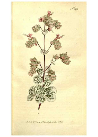 Reproducción/Reproduction 34781921840: The Botanical magazine, or, Flower-garden displayed ... /. [S.l. :s.n.],1790-1800 ;