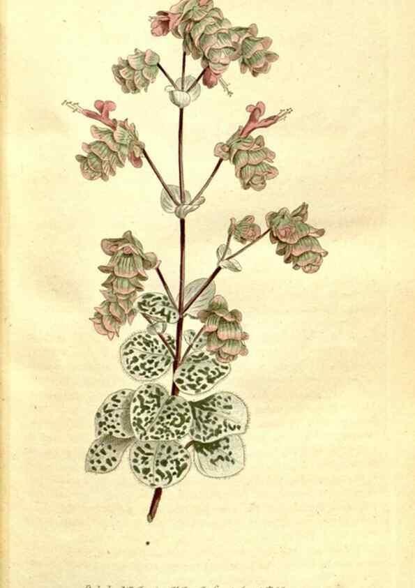 Reproducción/Reproduction 34781921840: The Botanical magazine, or, Flower-garden displayed ... /. [S.l. :s.n.],1790-1800 ;