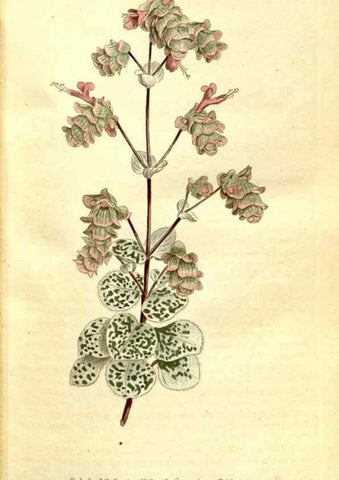 Reproducción/Reproduction 34781921840: The Botanical magazine, or, Flower-garden displayed ... /. [S.l. :s.n.],1790-1800 ;