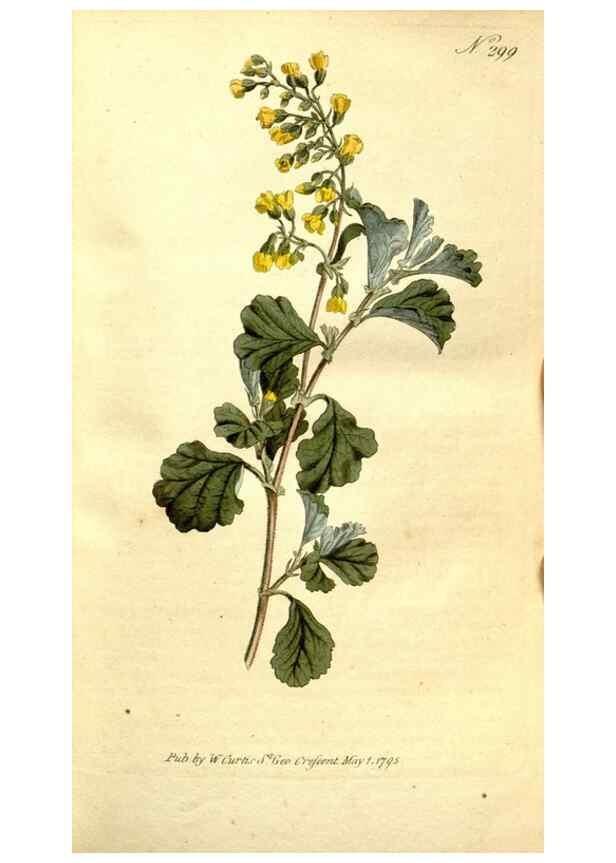 Reproducción/Reproduction 35037683281: The Botanical magazine, or, Flower-garden displayed ... /. [S.l. :s.n.],1790-1800 ;