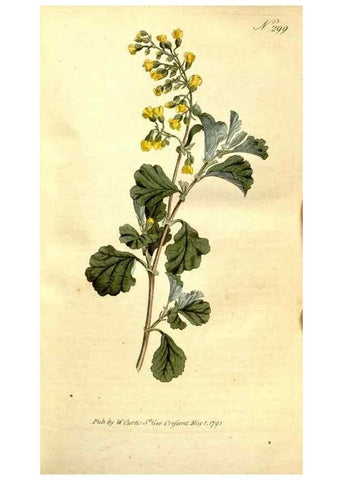 Reproducción/Reproduction 35037683281: The Botanical magazine, or, Flower-garden displayed ... /. [S.l. :s.n.],1790-1800 ;