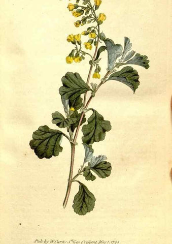Reproducción/Reproduction 35037683281: The Botanical magazine, or, Flower-garden displayed ... /. [S.l. :s.n.],1790-1800 ;