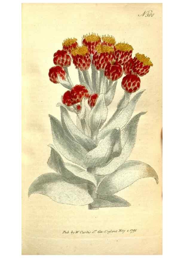 Reproducción/Reproduction 35003435772: The Botanical magazine, or, Flower-garden displayed ... /. [S.l. :s.n.],1790-1800 ;