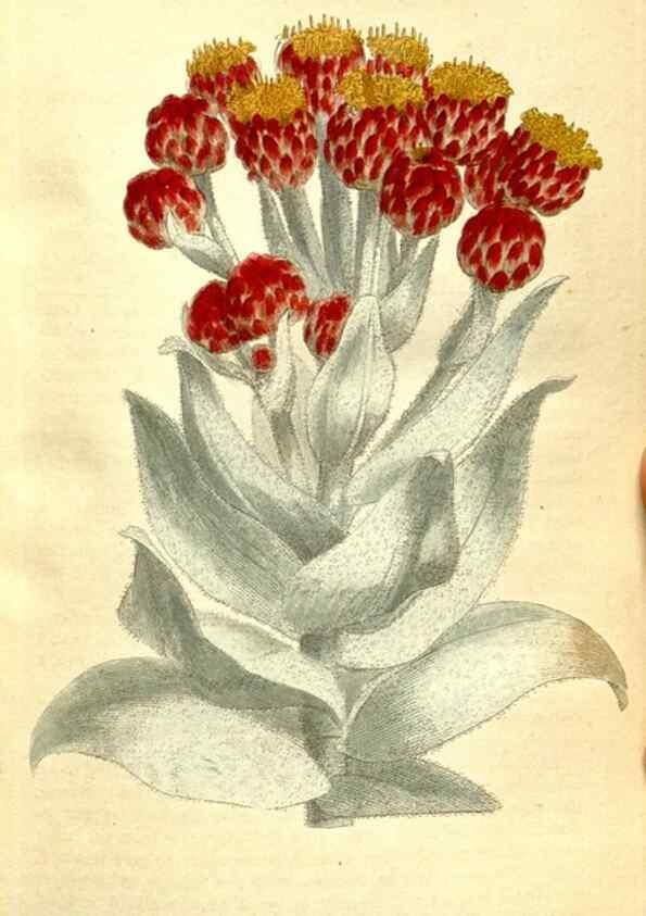 Reproducción/Reproduction 35003435772: The Botanical magazine, or, Flower-garden displayed ... /. [S.l. :s.n.],1790-1800 ;