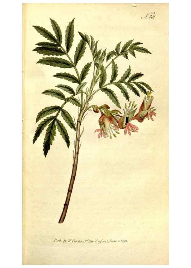 Reproducción/Reproduction 34358746373: The Botanical magazine, or, Flower-garden displayed ... /. [S.l. :s.n.],1790-1800 ;