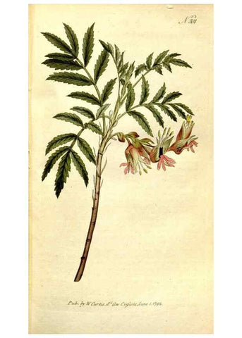 Reproducción/Reproduction 34358746373: The Botanical magazine, or, Flower-garden displayed ... /. [S.l. :s.n.],1790-1800 ;