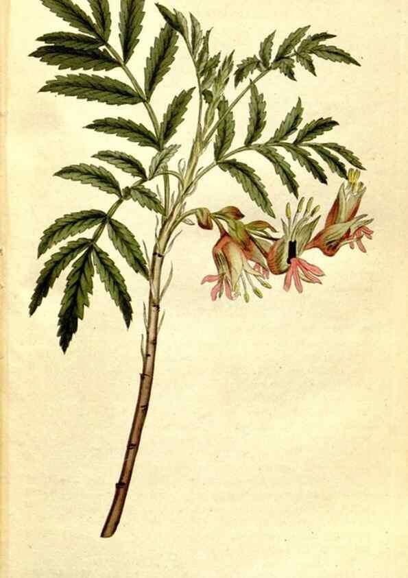 Reproducción/Reproduction 34358746373: The Botanical magazine, or, Flower-garden displayed ... /. [S.l. :s.n.],1790-1800 ;