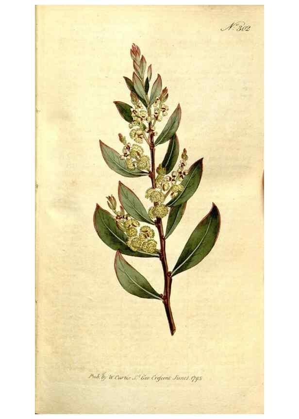 Reproducción/Reproduction 35037688221: The Botanical magazine, or, Flower-garden displayed ... /. [S.l. :s.n.],1790-1800 ;