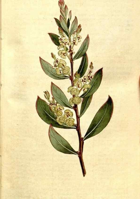 Reproducción/Reproduction 35037688221: The Botanical magazine, or, Flower-garden displayed ... /. [S.l. :s.n.],1790-1800 ;