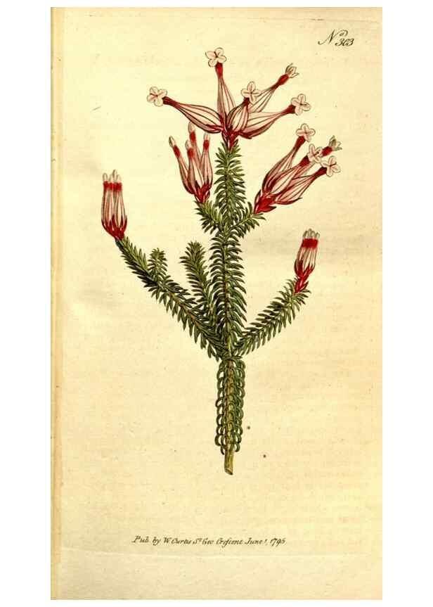 Reproducción/Reproduction 35037690641: The Botanical magazine, or, Flower-garden displayed ... /. [S.l. :s.n.],1790-1800 ;