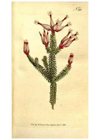 Reproducción/Reproduction 35037690641: The Botanical magazine, or, Flower-garden displayed ... /. [S.l. :s.n.],1790-1800 ;