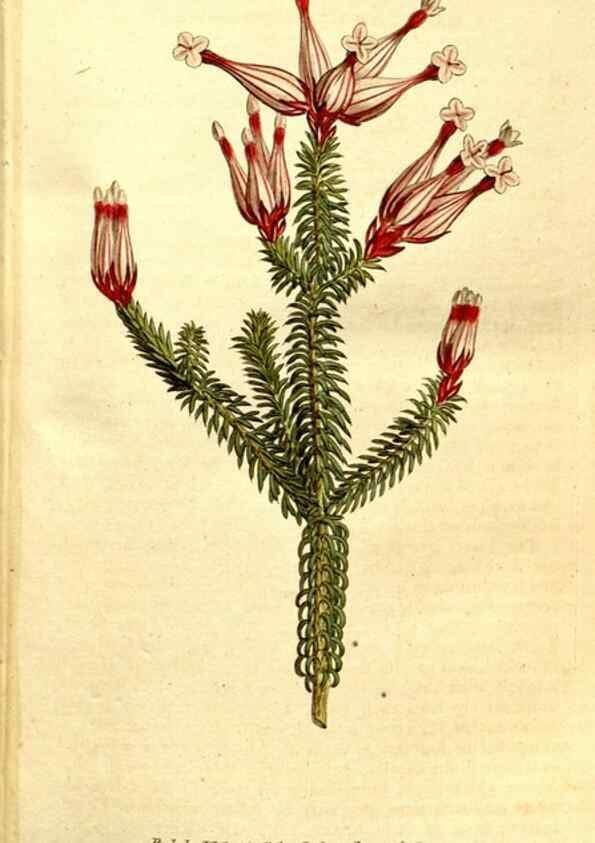Reproducción/Reproduction 35037690641: The Botanical magazine, or, Flower-garden displayed ... /. [S.l. :s.n.],1790-1800 ;