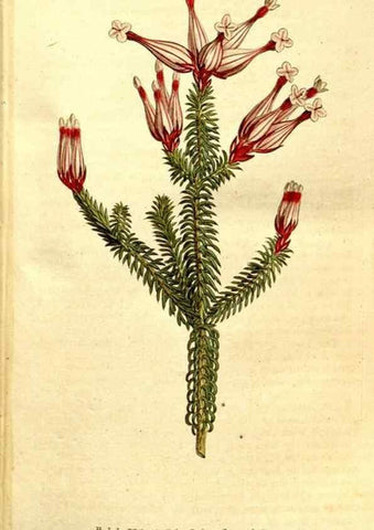 Reproducción/Reproduction 35037690641: The Botanical magazine, or, Flower-garden displayed ... /. [S.l. :s.n.],1790-1800 ;