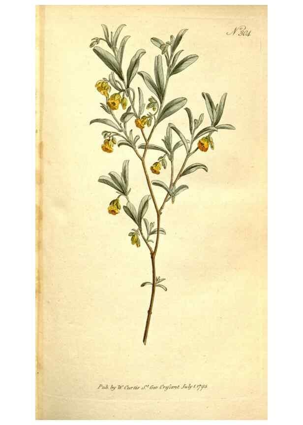 Reproducción/Reproduction 35168483355: The Botanical magazine, or, Flower-garden displayed ... /. [S.l. :s.n.],1790-1800 ;