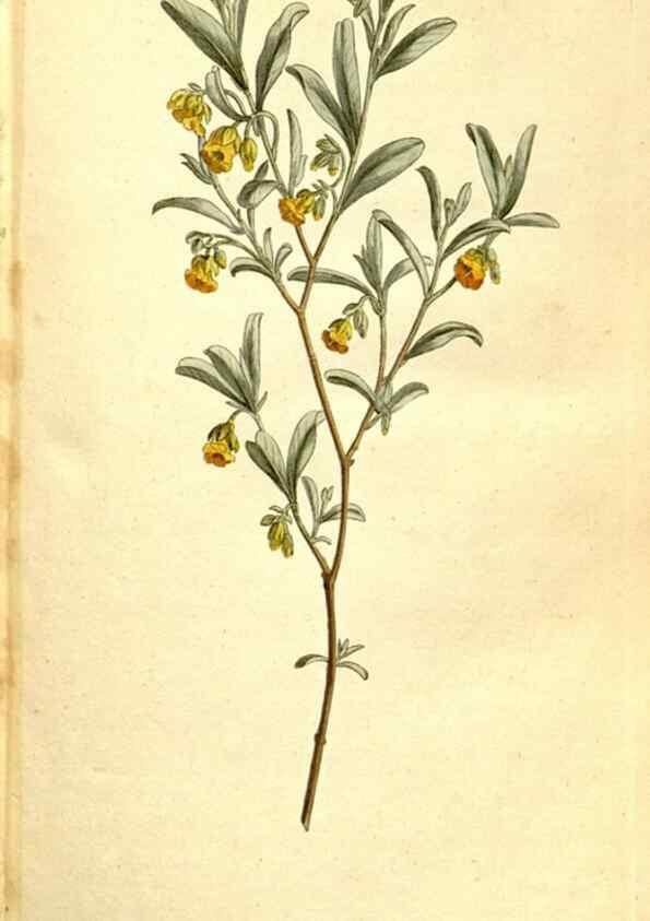 Reproducción/Reproduction 35168483355: The Botanical magazine, or, Flower-garden displayed ... /. [S.l. :s.n.],1790-1800 ;