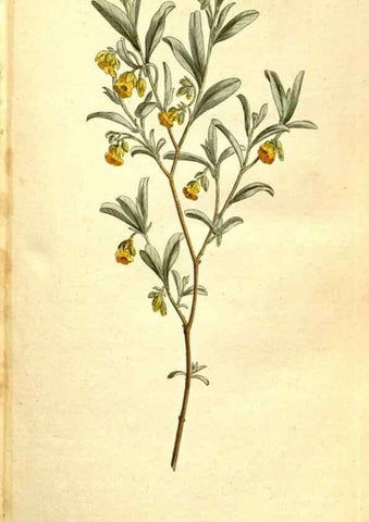 Reproducción/Reproduction 35168483355: The Botanical magazine, or, Flower-garden displayed ... /. [S.l. :s.n.],1790-1800 ;