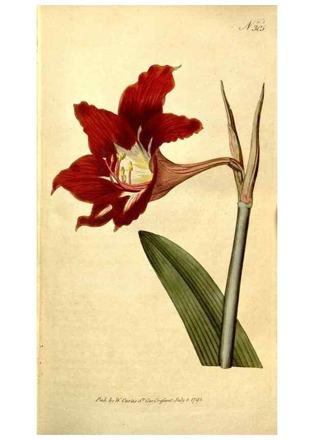 Reproducción/Reproduction 35037695591: The Botanical magazine, or, Flower-garden displayed ... /. [S.l. :s.n.],1790-1800 ;