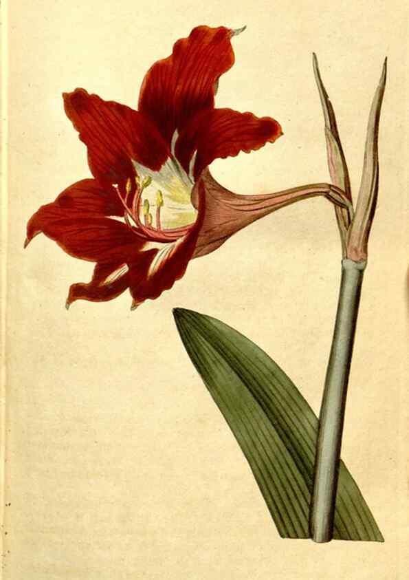 Reproducción/Reproduction 35037695591: The Botanical magazine, or, Flower-garden displayed ... /. [S.l. :s.n.],1790-1800 ;