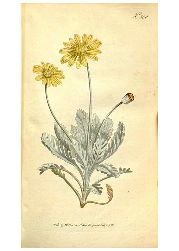 Reproducción/Reproduction 35168489355: The Botanical magazine, or, Flower-garden displayed ... /. [S.l. :s.n.],1790-1800 ;