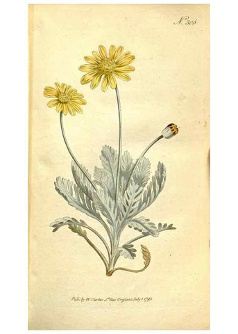 Reproducción/Reproduction 35168489355: The Botanical magazine, or, Flower-garden displayed ... /. [S.l. :s.n.],1790-1800 ;