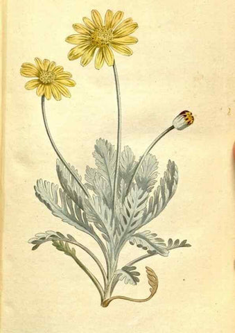 Reproducción/Reproduction 35168489355: The Botanical magazine, or, Flower-garden displayed ... /. [S.l. :s.n.],1790-1800 ;