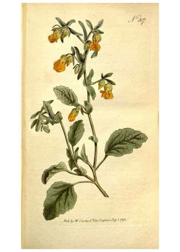 Reproducción/Reproduction 35168492045: The Botanical magazine, or, Flower-garden displayed ... /. [S.l. :s.n.],1790-1800 ;