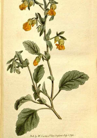 Reproducción/Reproduction 35168492045: The Botanical magazine, or, Flower-garden displayed ... /. [S.l. :s.n.],1790-1800 ;