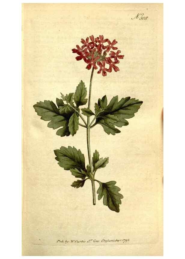 Reproducción/Reproduction 34781944340: The Botanical magazine, or, Flower-garden displayed ... /. [S.l. :s.n.],1790-1800 ;