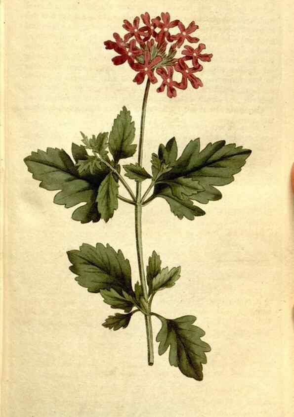 Reproducción/Reproduction 34781944340: The Botanical magazine, or, Flower-garden displayed ... /. [S.l. :s.n.],1790-1800 ;