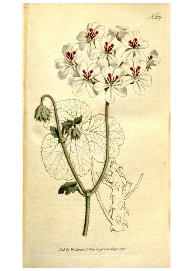 Reproducción/Reproduction 35168496035: The Botanical magazine, or, Flower-garden displayed ... /. [S.l. :s.n.],1790-1800 ;