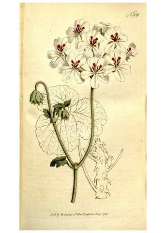 Reproducción/Reproduction 35168496035: The Botanical magazine, or, Flower-garden displayed ... /. [S.l. :s.n.],1790-1800 ;