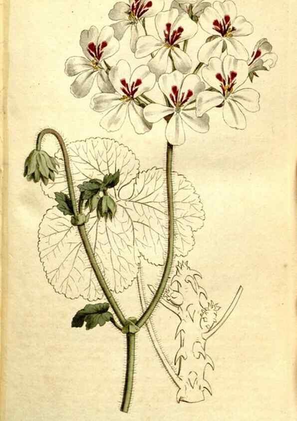 Reproducción/Reproduction 35168496035: The Botanical magazine, or, Flower-garden displayed ... /. [S.l. :s.n.],1790-1800 ;