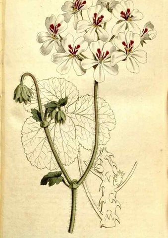 Reproducción/Reproduction 35168496035: The Botanical magazine, or, Flower-garden displayed ... /. [S.l. :s.n.],1790-1800 ;