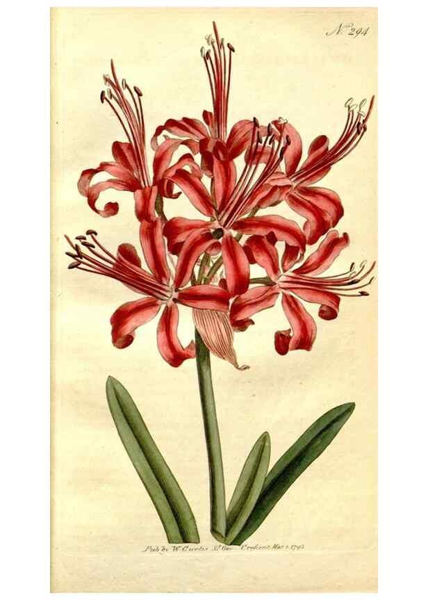 Reproducción/Reproduction 34781914300: The Botanical magazine, or, Flower-garden displayed ... /. [S.l. :s.n.],1790-1800 ;
