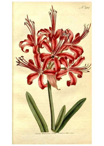 Reproducción/Reproduction 34781914300: The Botanical magazine, or, Flower-garden displayed ... /. [S.l. :s.n.],1790-1800 ;
