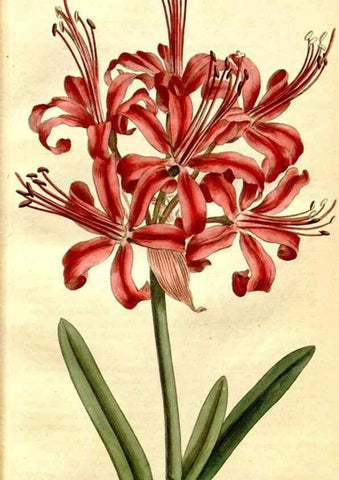 Reproducción/Reproduction 34781914300: The Botanical magazine, or, Flower-garden displayed ... /. [S.l. :s.n.],1790-1800 ;