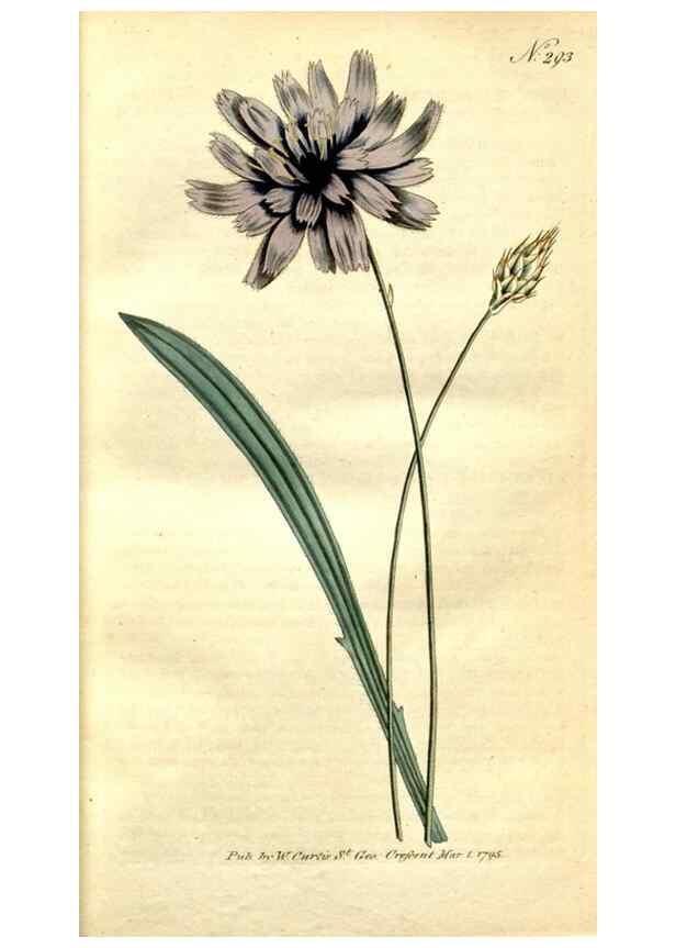 Reproducción/Reproduction 35003416212: The Botanical magazine, or, Flower-garden displayed ... /. [S.l. :s.n.],1790-1800 ;