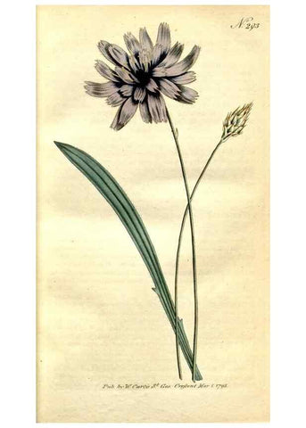 Reproducción/Reproduction 35003416212: The Botanical magazine, or, Flower-garden displayed ... /. [S.l. :s.n.],1790-1800 ;