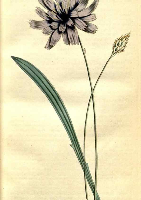 Reproducción/Reproduction 35003416212: The Botanical magazine, or, Flower-garden displayed ... /. [S.l. :s.n.],1790-1800 ;