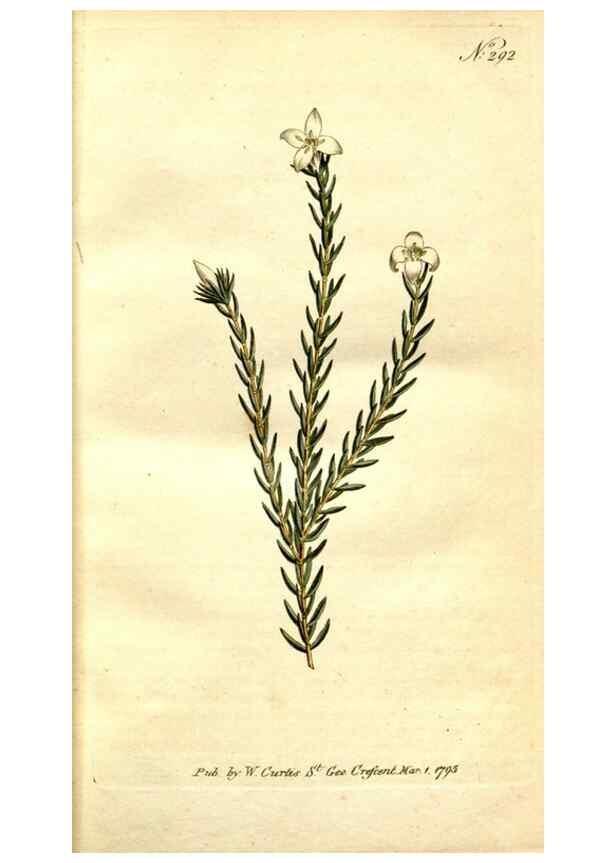 Reproducción/Reproduction 34781911320: The Botanical magazine, or, Flower-garden displayed ... /. [S.l. :s.n.],1790-1800 ;
