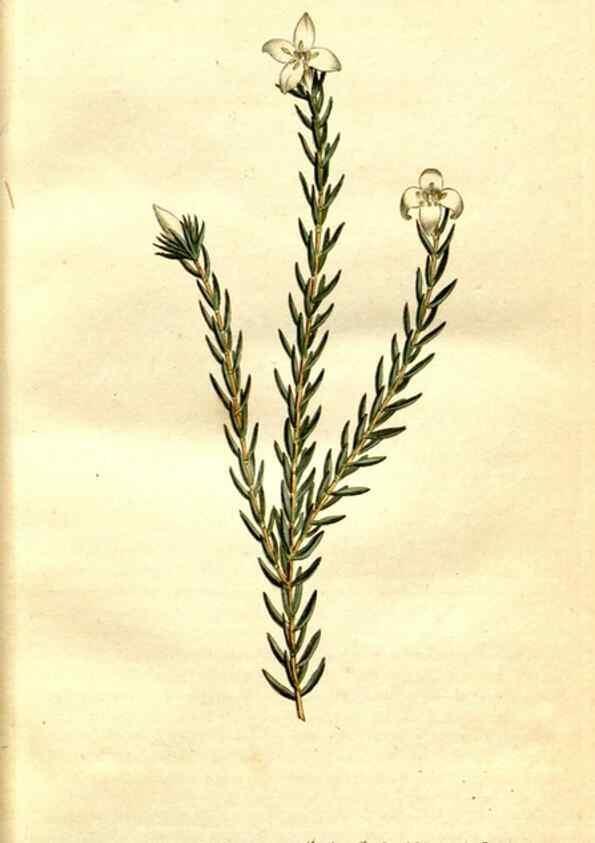 Reproducción/Reproduction 34781911320: The Botanical magazine, or, Flower-garden displayed ... /. [S.l. :s.n.],1790-1800 ;