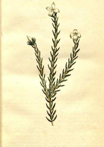 Reproducción/Reproduction 34781911320: The Botanical magazine, or, Flower-garden displayed ... /. [S.l. :s.n.],1790-1800 ;