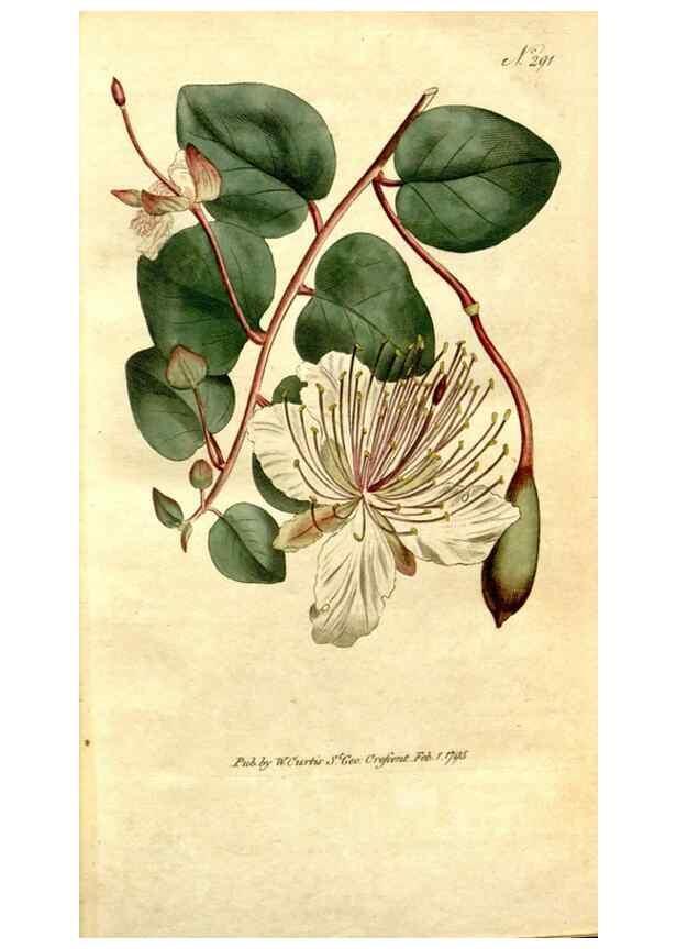 Reproducción/Reproduction 34323453524: The Botanical magazine, or, Flower-garden displayed ... /. [S.l. :s.n.],1790-1800 ;