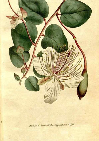 Reproducción/Reproduction 34323453524: The Botanical magazine, or, Flower-garden displayed ... /. [S.l. :s.n.],1790-1800 ;