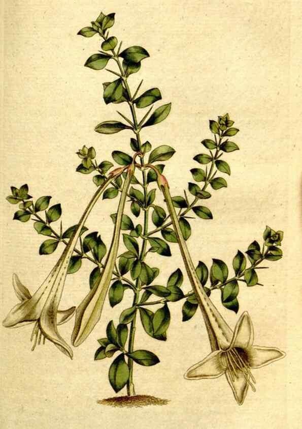 Reproducción/Reproduction 34781259990: The Botanical magazine, or, Flower-garden displayed ... /. [S.l. :s.n.],1790-1800 ;
