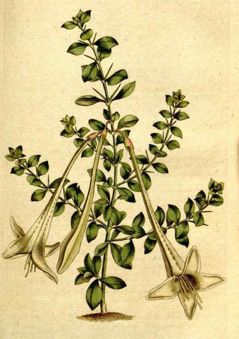 Reproducción/Reproduction 34781259990: The Botanical magazine, or, Flower-garden displayed ... /. [S.l. :s.n.],1790-1800 ;