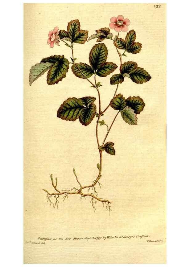 Reproducción/Reproduction 34781263210: The Botanical magazine, or, Flower-garden displayed ... /. [S.l. :s.n.],1790-1800 ;